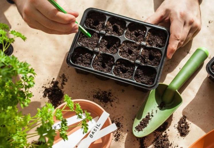 Nhân giống cây trồng bằng phương pháp gieo hạt