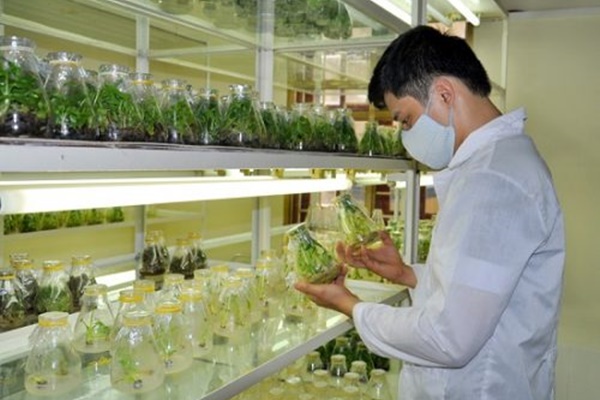 Nhân giống cây trồng bằng phương pháp tách cây