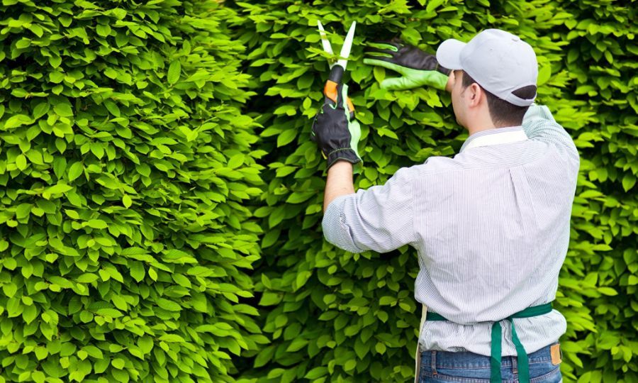 Cắt tỉa cây cảnh