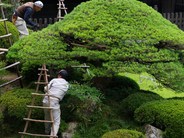 Bảo dưỡng sân vườn